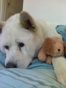 Romi Akita
